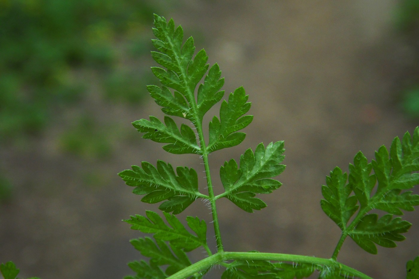 Image of Anthriscus cerefolium specimen.