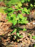 Euphorbia komaroviana