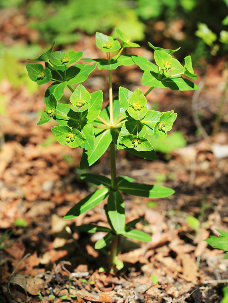 Изображение особи Euphorbia komaroviana.