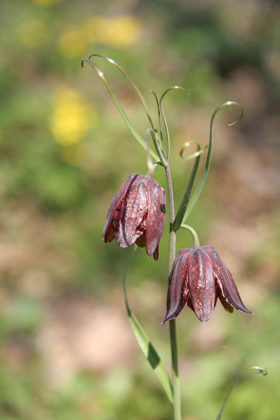 Image of Fritillaria ruthenica specimen.