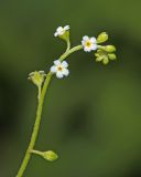 Trigonotis peduncularis. Верхушка генеративного побега. Приморский край, окр. г. Владивосток, п-ов Муравьёва-Амурского, на обочине дороги. 03.06.2020.