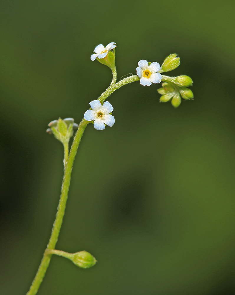 Изображение особи Trigonotis peduncularis.