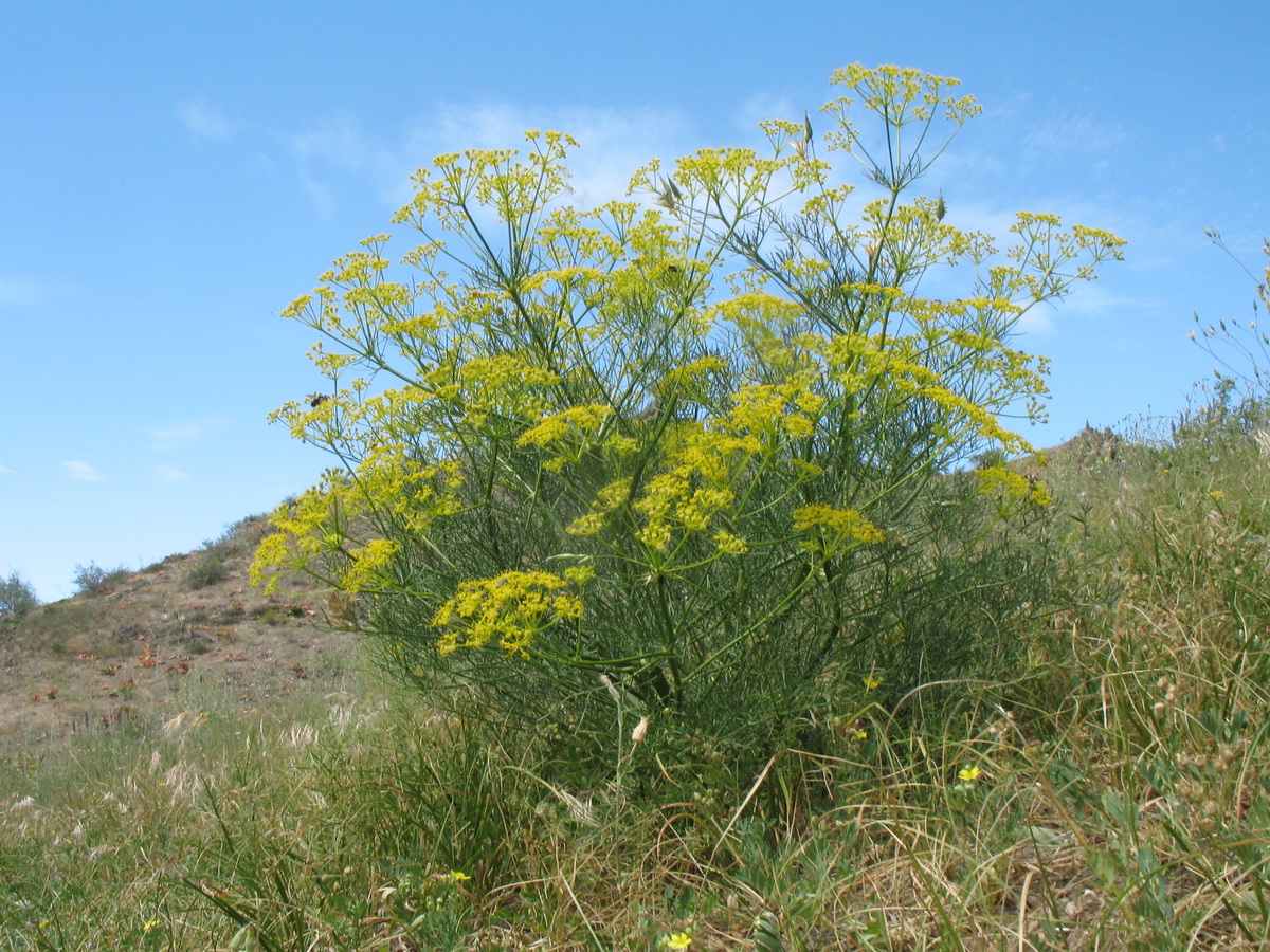 Image of Prangos ornata specimen.
