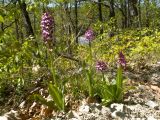 Orchis purpurea ssp. caucasica