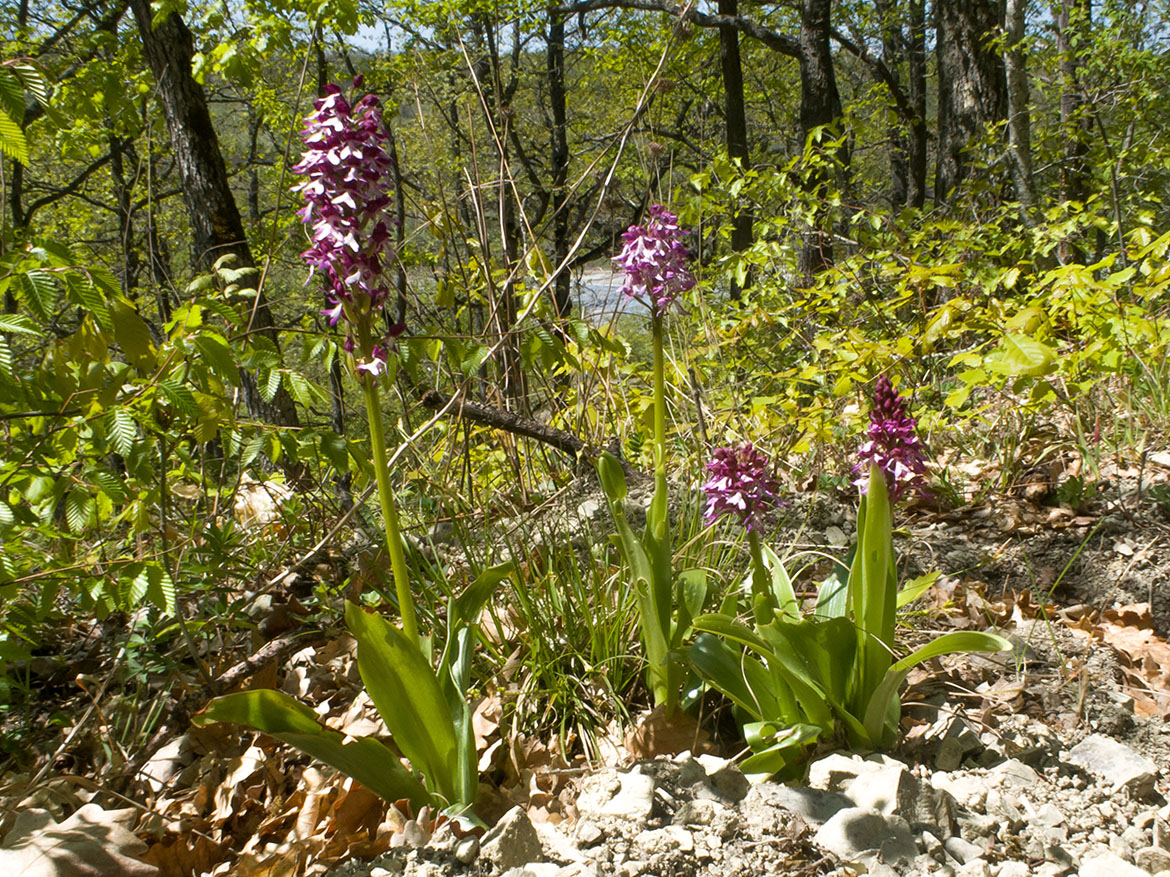 Image of Orchis purpurea ssp. caucasica specimen.