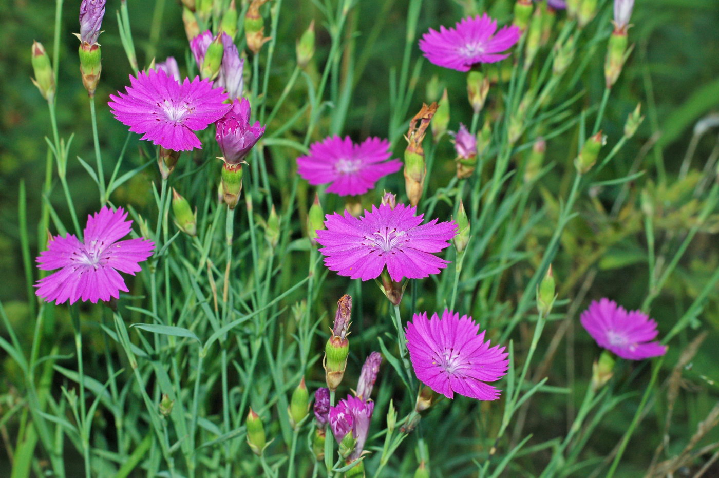 Изображение особи Dianthus versicolor.