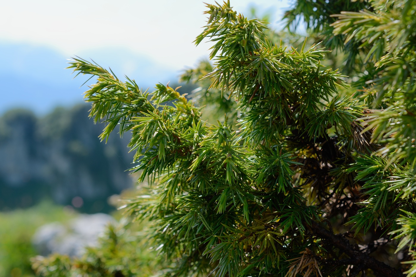 Изображение особи Juniperus hemisphaerica.