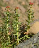 Rhodiola rosea