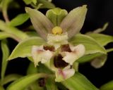 Epipactis helleborine. Цветок с губой аномальной формы. Карелия, Лахденпохский р-н, окр. пос. Ихала, небольшой участок молодых ив на краю дороги через сосновый лес. 22.07.2020.