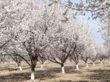 Armeniaca vulgaris. Цветущие деревья на плантации. Таджикистан, Согдийская обл., Канибадамский р-н, село Каракчикум. 20 марта 2008 г.