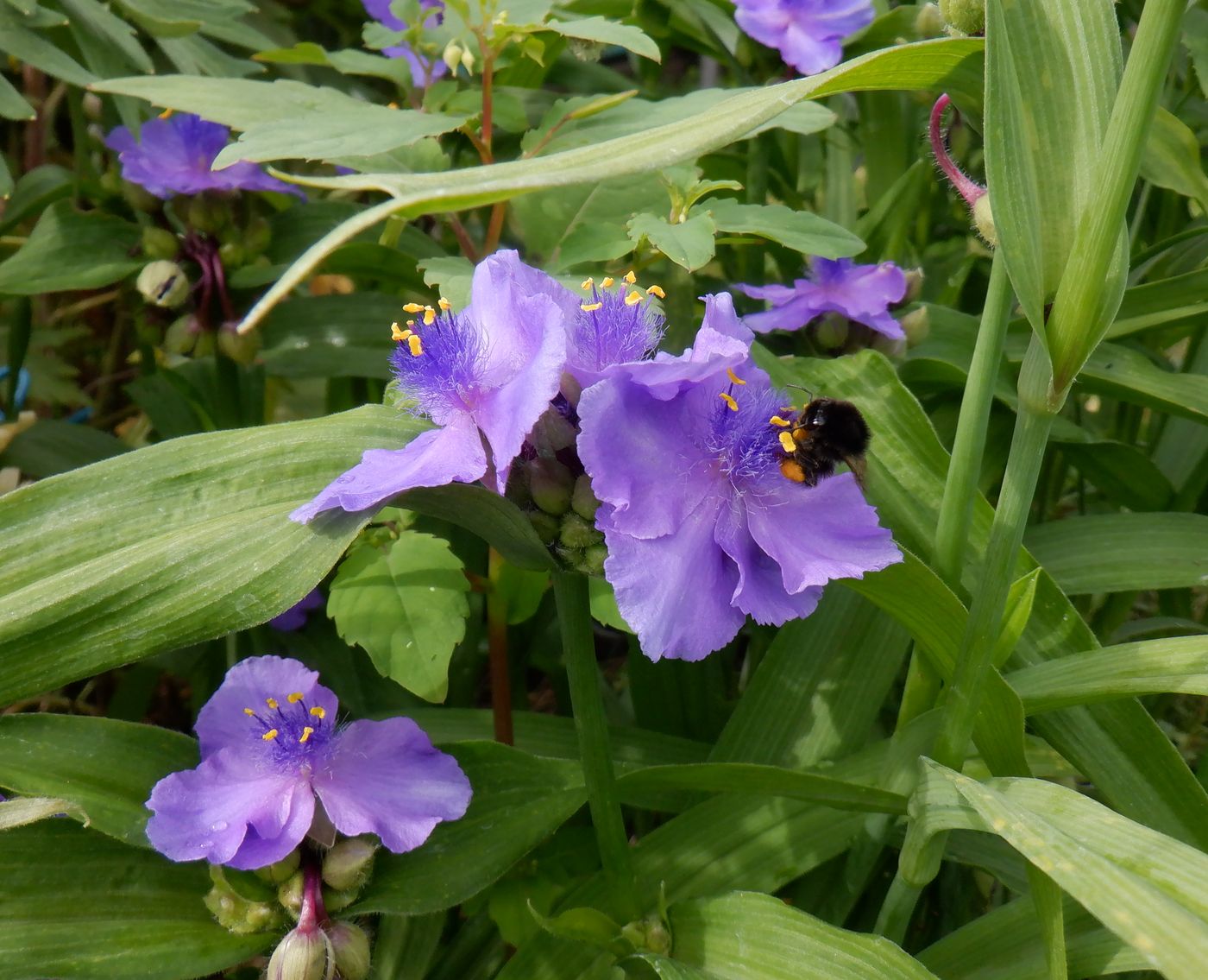 Изображение особи Tradescantia virginiana.