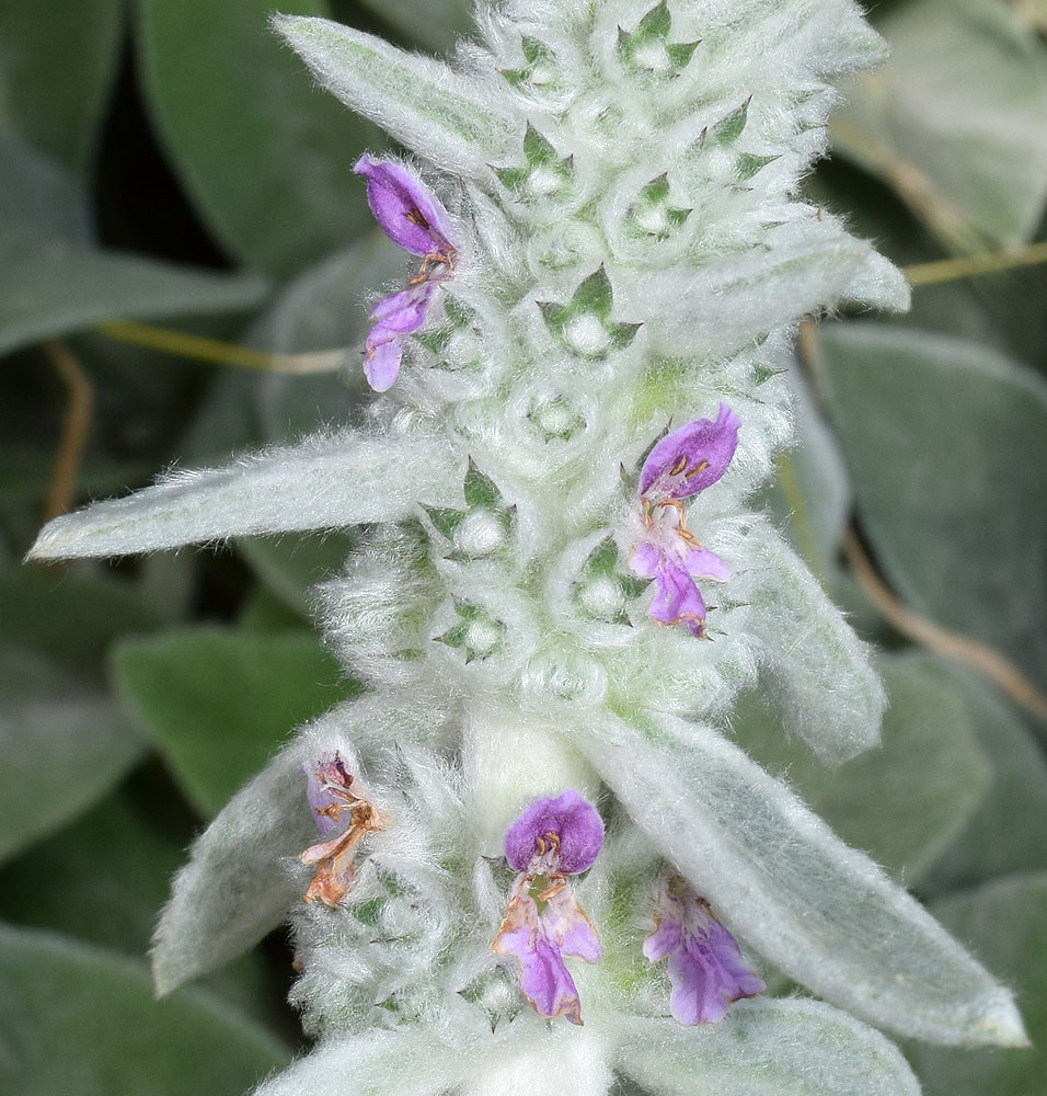 Изображение особи Stachys byzantina.