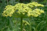 Heracleum sibiricum. Соцветие. Свердловская обл., окр. г. Североуральск, подножие Сосьвинского хребта, долина р. Большая Сосьва. 29.06.2010.