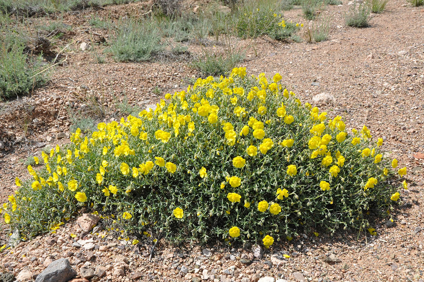 Image of Helianthemum songaricum specimen.