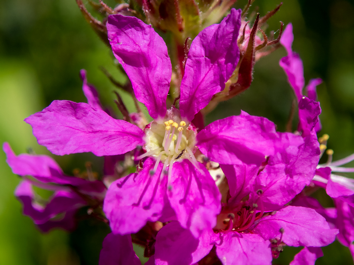 Image of Lythrum salicaria specimen.