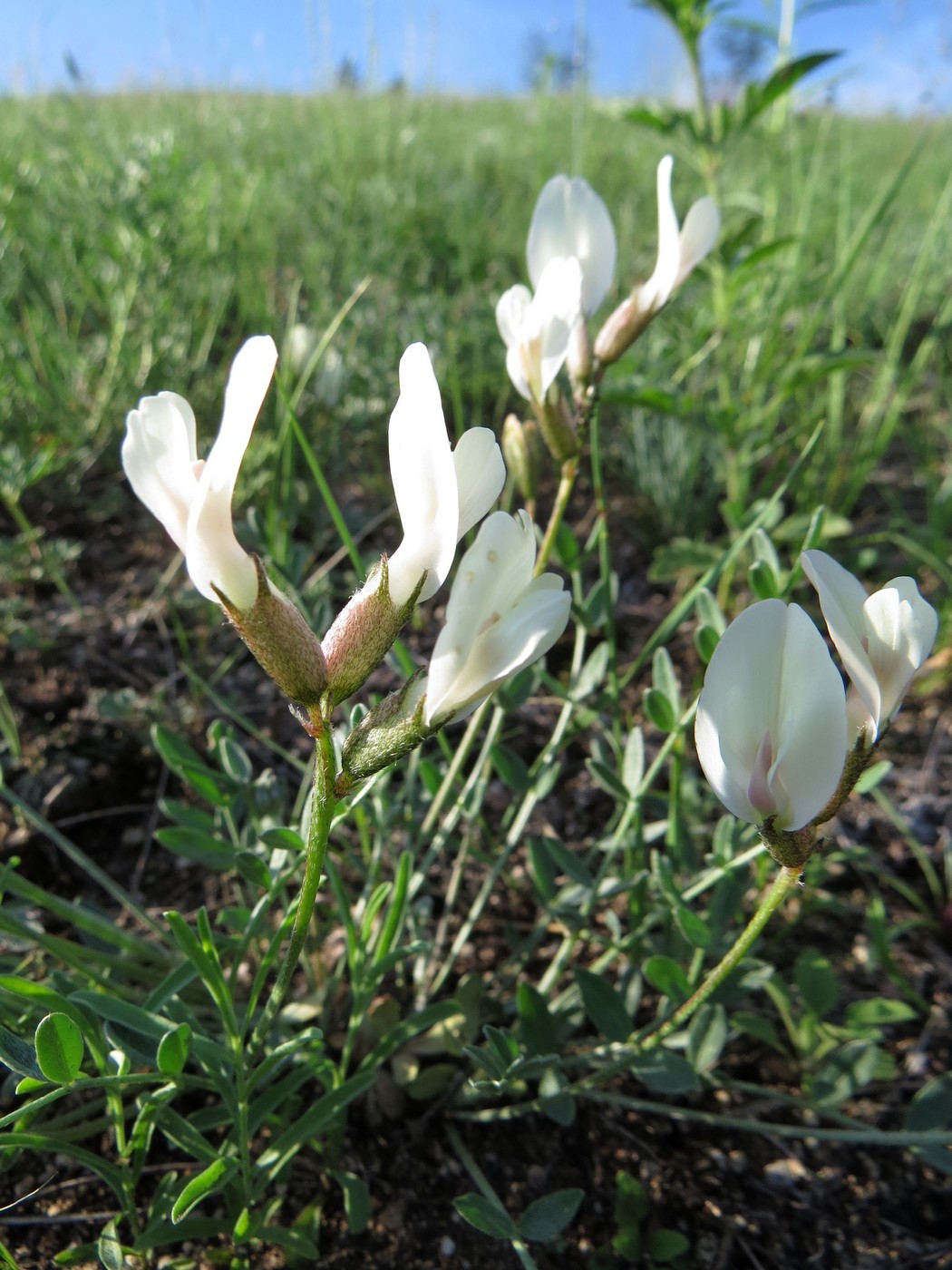 Изображение особи Astragalus chakassiensis.