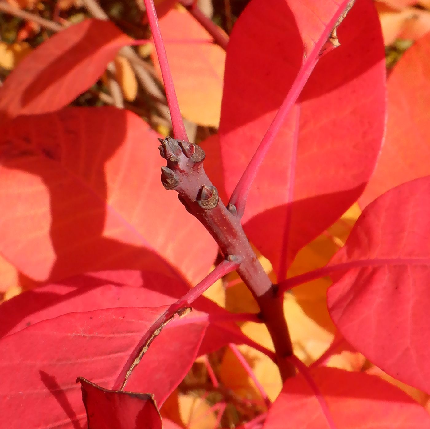 Image of Cotinus coggygria specimen.