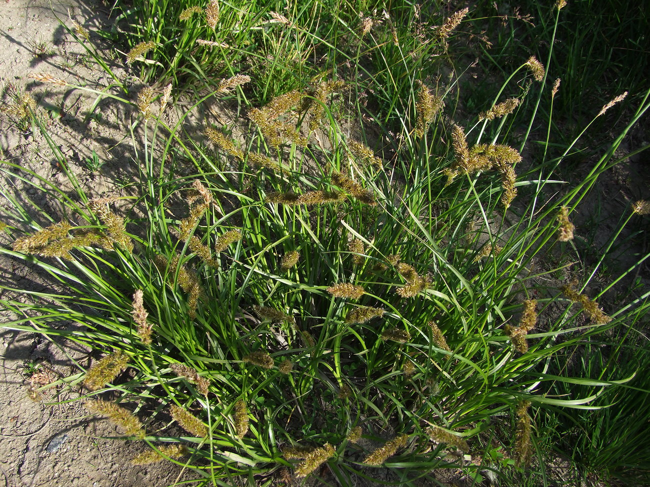 Image of Carex laevissima specimen.