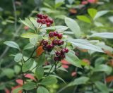 Aronia arbutifolia. Верхушка плодоносящего побега. Санкт-Петербург, Ботанический сад БИН РАН, дендрарий. 09.09.2020.