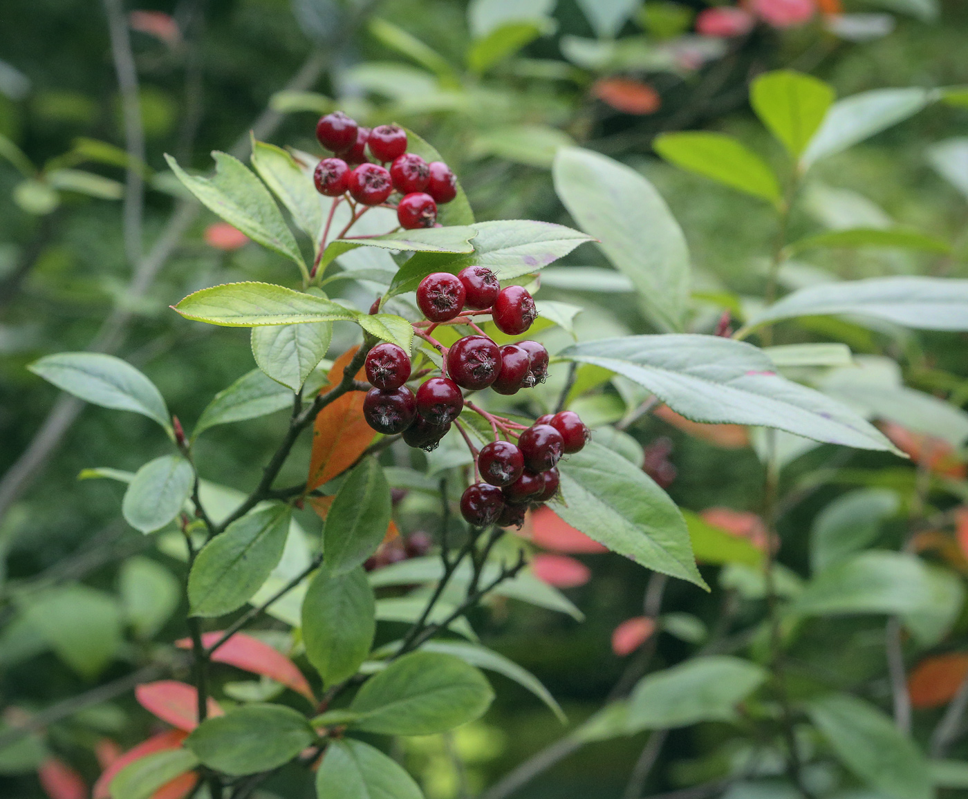 Изображение особи Aronia arbutifolia.
