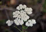 Achillea nobilis