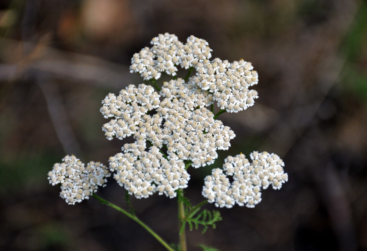 Изображение особи Achillea nobilis.