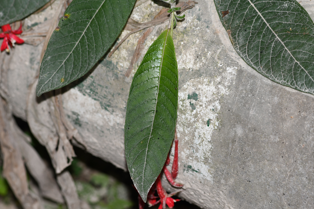 Image of Fuchsia boliviana specimen.