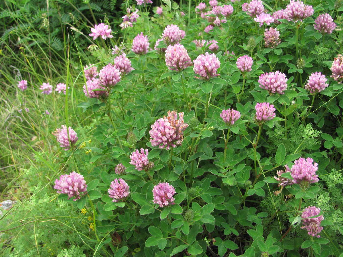 Image of Trifolium medium specimen.