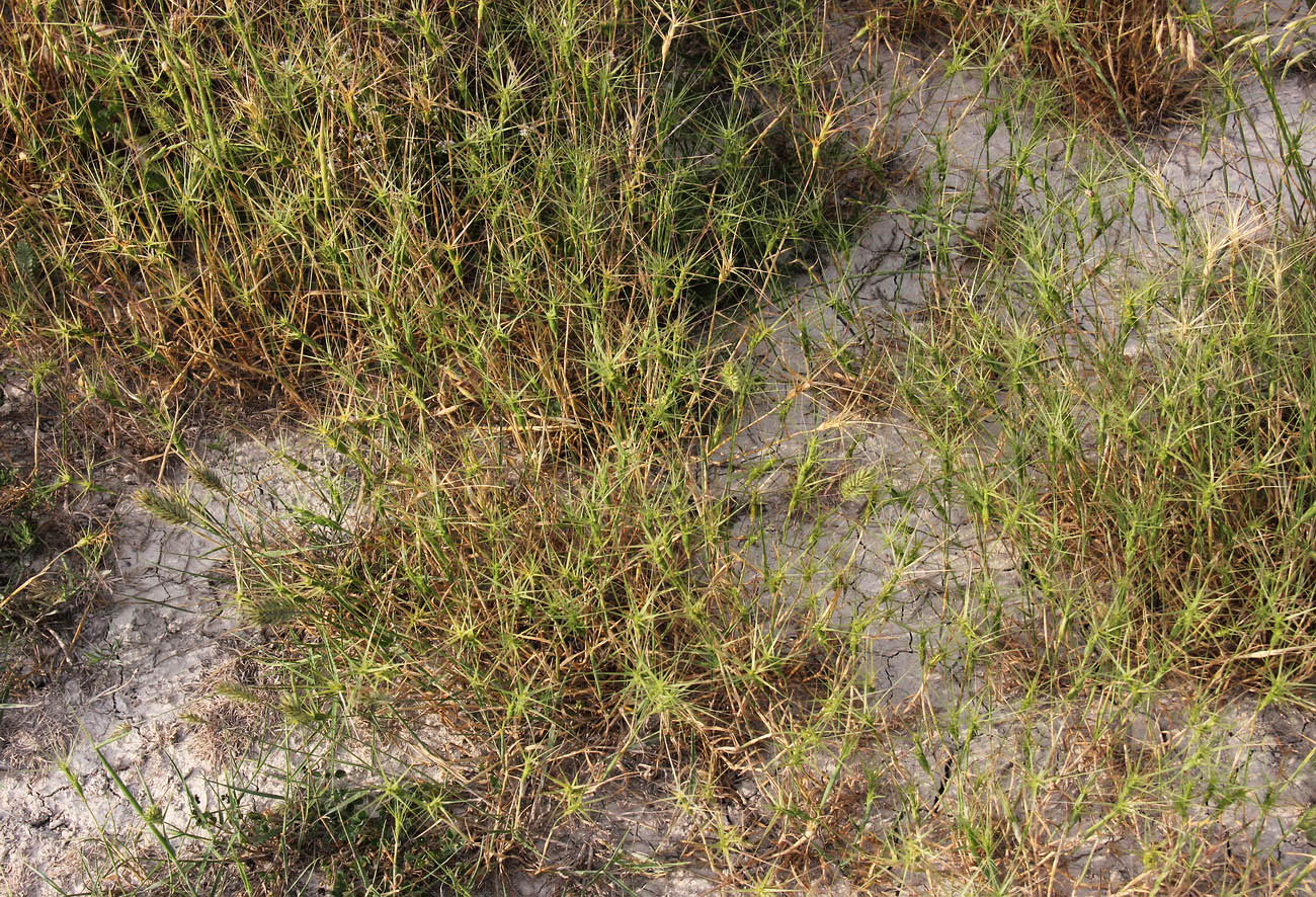 Изображение особи Aegilops biuncialis.