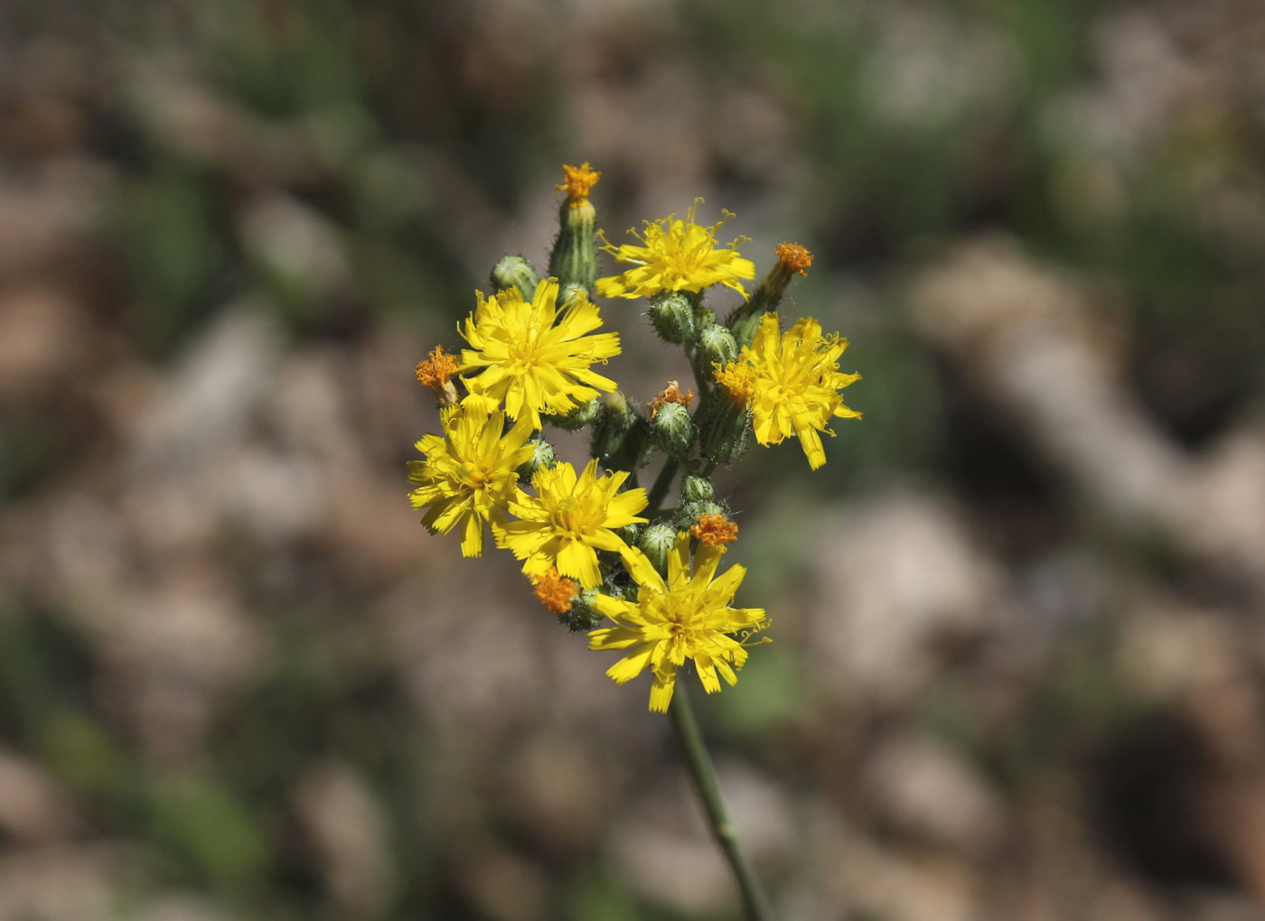 Image of Pilosella bauhini specimen.