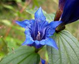 Gentiana asclepiadea