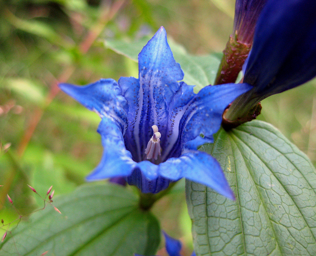 Image of Gentiana asclepiadea specimen.