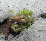 Hepatica maxima