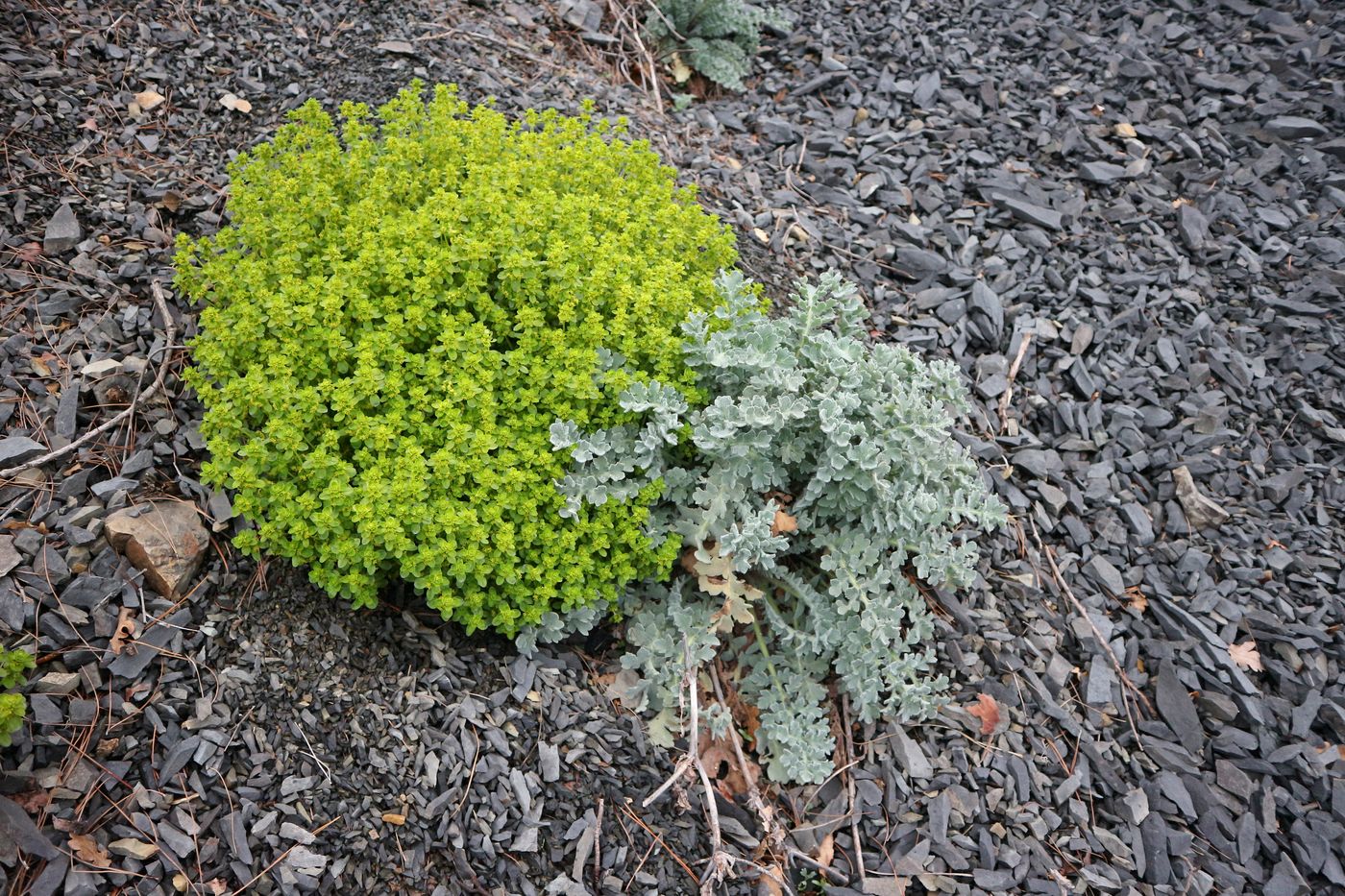 Image of genus Cruciata specimen.