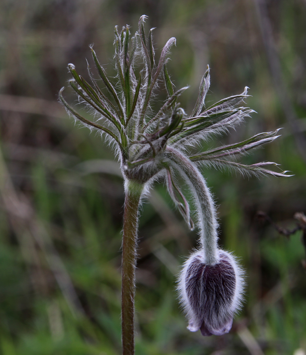 Image of Pulsatilla pratensis specimen.