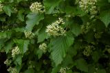 Acer tataricum