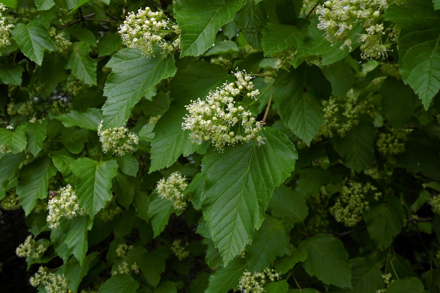 Image of Acer tataricum specimen.