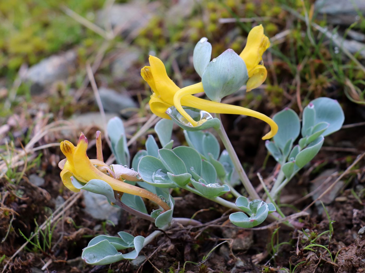 Изображение особи Corydalis sewerzowii.