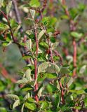 Cotoneaster melanocarpus. Верхушки ветвей с бутонами. Самарская обл., Ставропольский р-н, окр. с. Жигули, Молодецкий курган, луговой склон. 03.05.2021.