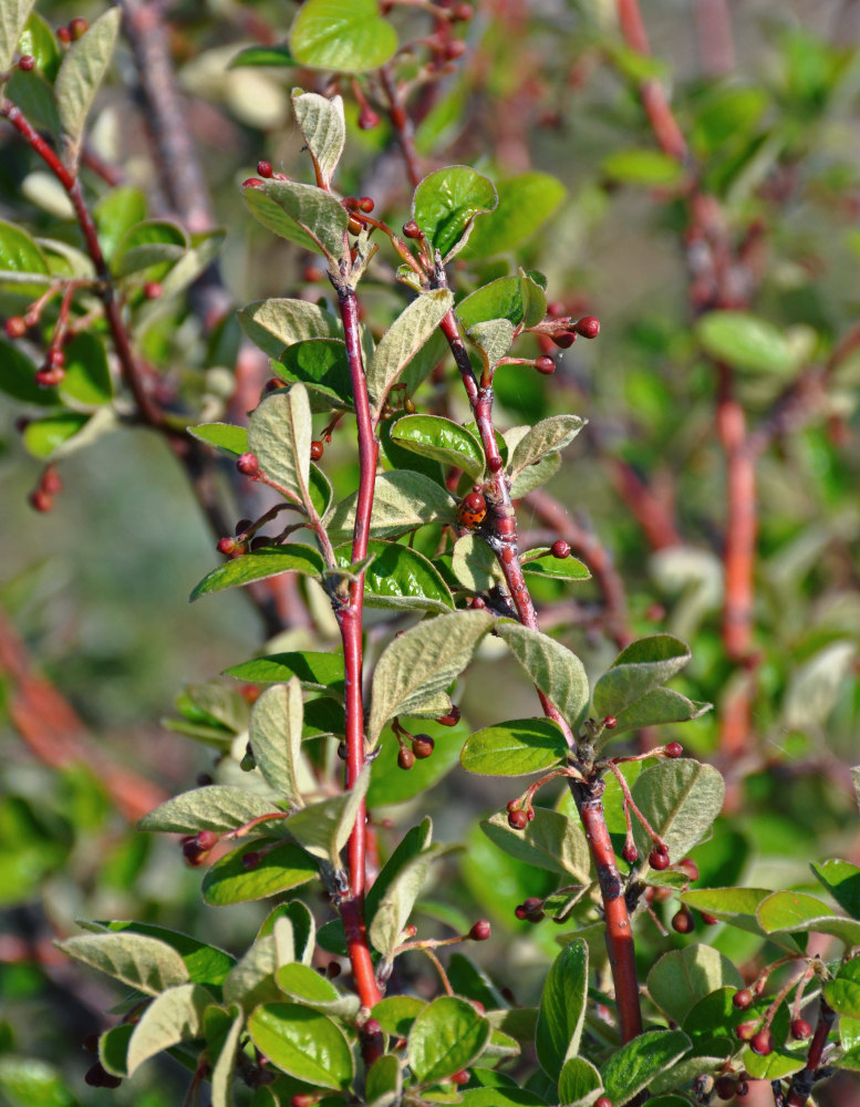 Image of Cotoneaster melanocarpus specimen.