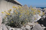 Senecio cineraria