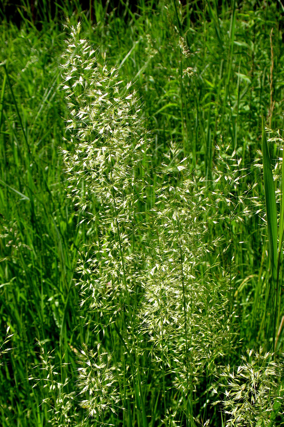 Изображение особи Trisetum flavescens.