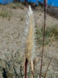 Imperata cylindrica