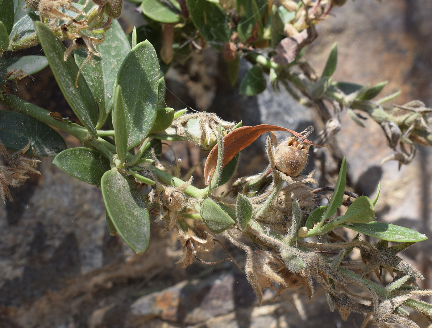 Image of Gambelia speciosa specimen.