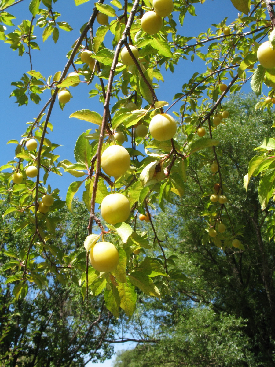 Image of Prunus cerasifera specimen.