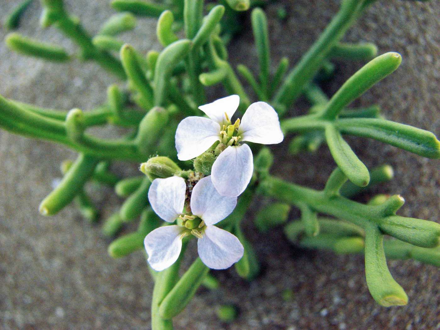 Image of Cakile euxina specimen.