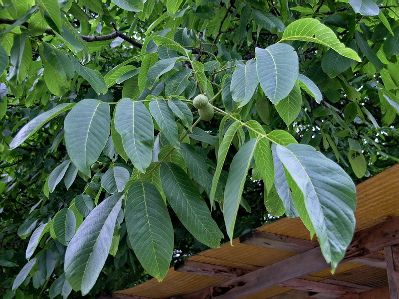 Image of Juglans regia specimen.