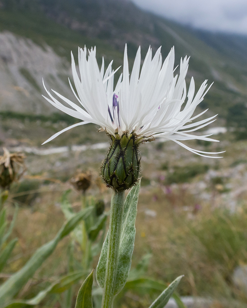 Image of Centaurea cheiranthifolia specimen.