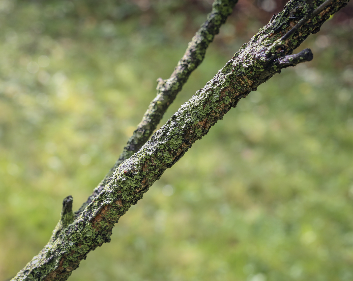 Изображение особи Betula humilis.