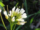 Arabidopsis lyrata